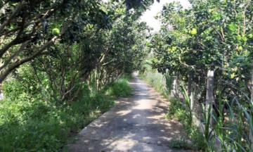 mekong delta tour